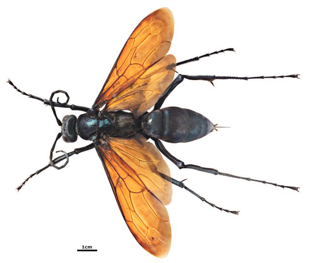 Biologia evolução e vida. - Tarantula Hawk: essa vespa quase do tamanho de  uma palma humana, tem a 2ª pior picada do mundo, ser picado por um bicho  desses pode proporcionar uma