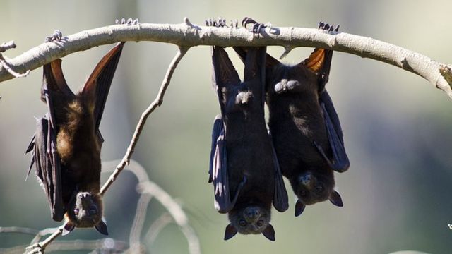 خفافيش الفاكهة
