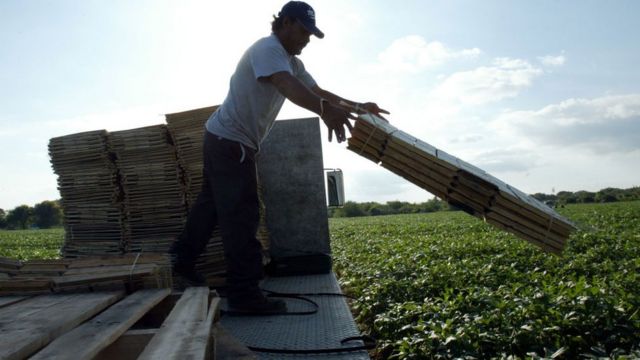 Un trabajador migrante en el estado de Florida en 2004.