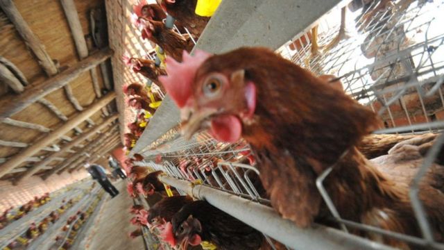Pollos en jaulas, China