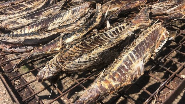 இந்திய மாசிக் கருவாடுக்கு இலங்கையில் தடை