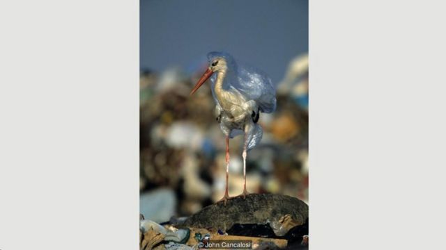 Bird in plastic