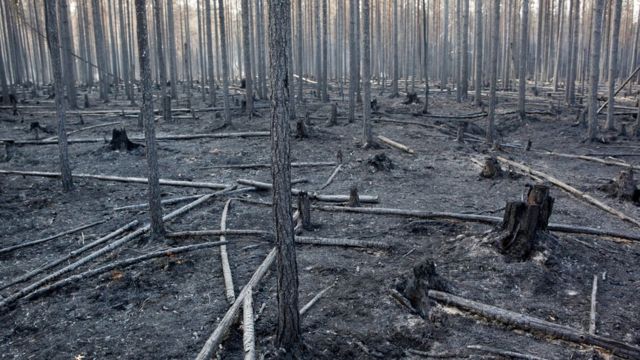 šuma u Švedskoj nakon požara