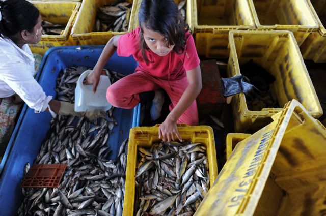 บางส่วนเป็นแรงงานเด็ก ในภาพเป็นเด็กหญิงชาวพม่าคนหนึ่งกำลังคัดแยกปลาที่ท่าเรือแห่งหนึ่งทางภาคใต้ของไทย