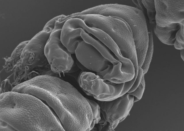 espécie Ramazzottius varieornatus vista de frente