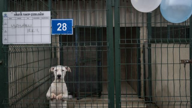 Some breeds banned in Turkey are kept in shelters
