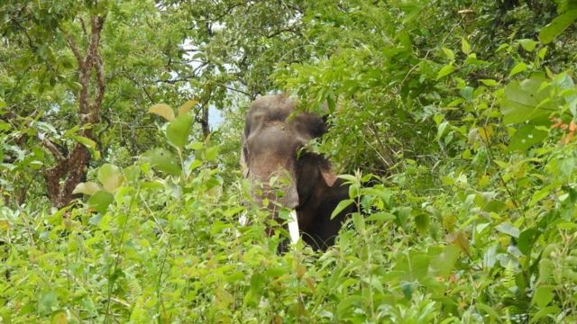 ரிவால்டோ