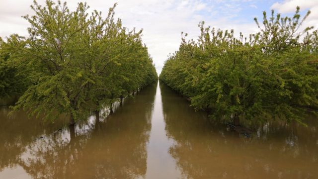 سیل در باغستان های بادام کالیفرنیا