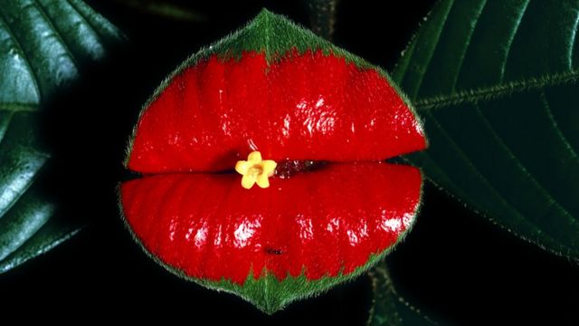 5 de las flores más raras, hermosas y hasta peligrosas del mundo - BBC News  Mundo