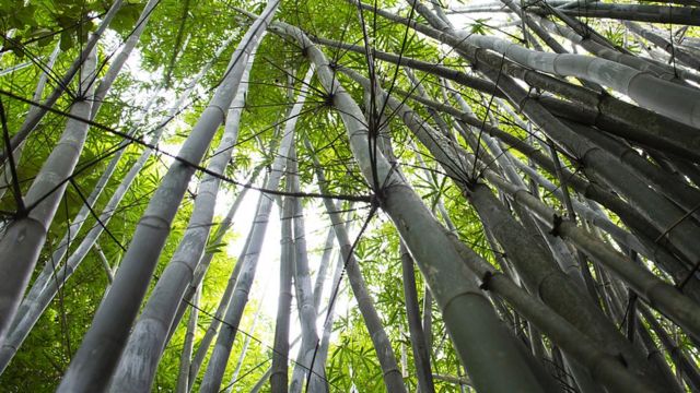 Plantación de bambú.