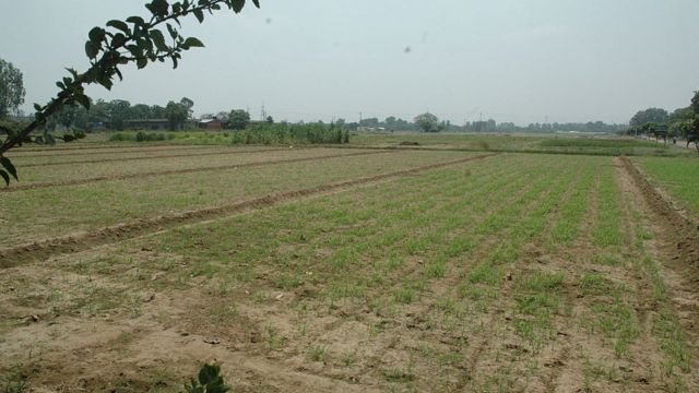 பசுமை புரட்சி