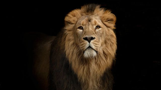 Top 55+ imagen por qué los leones tienen melena