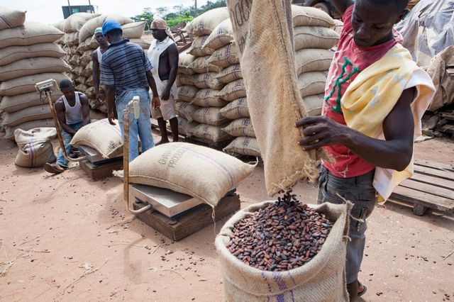 Agricultores de cacao.