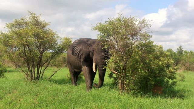 V Yuzhnoj Afrike Slon Zatoptal Brakonera A Ego Telo Seli Lvy Bbc News Russkaya Sluzhba