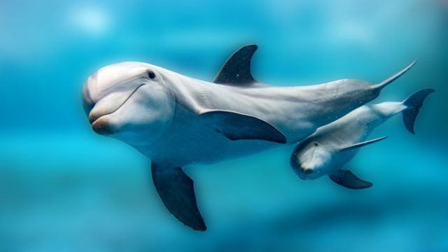 Delfín con cría mirando al frente