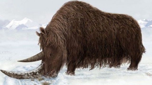 ภาพจำลองแรดขนยาว (woolly rhinoceros) ซึ่งสูญพันธุ์ไปในยุคน้ำแข็งเมื่อราว 14,000 ปีที่แล้ว