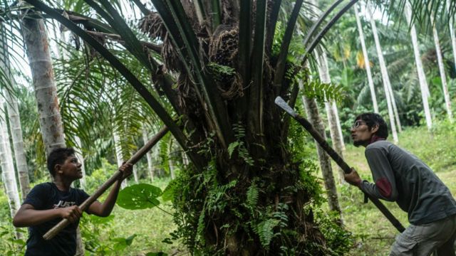 இந்தோனீசியா