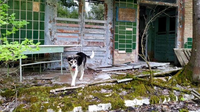 Часть собак в зоне отчуждения — потомки тех животных, которых бросили хозяева, спасаясь от радиации. Остальные просто приблудились