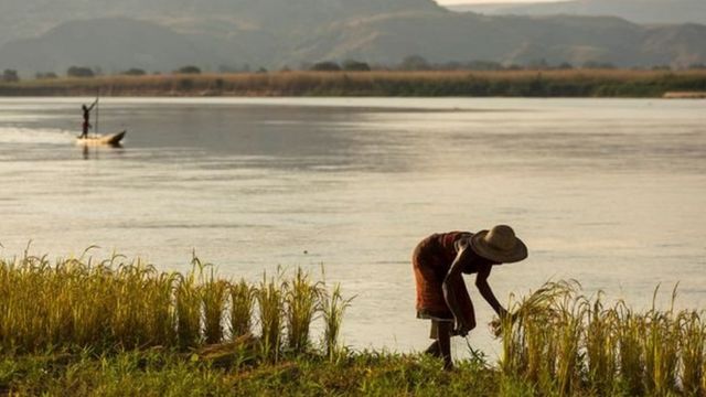 Madagascar est depuis longtemps un creuset où l'on cultive du riz africain et asiatique.