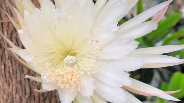 The moonflower Selenicereus wittii in bloom