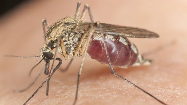 Un mosquito pica a una persona.