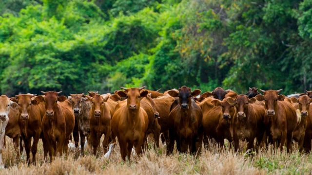 cattle in the middle of a forest