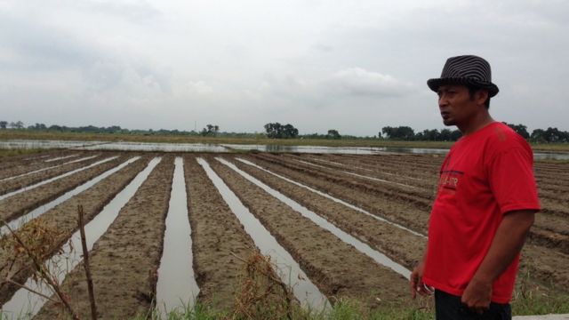 Petani bawang merah Brebes