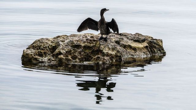 A desconhecida e ameaçada 'Galápagos' da Europa - BBC News Brasil