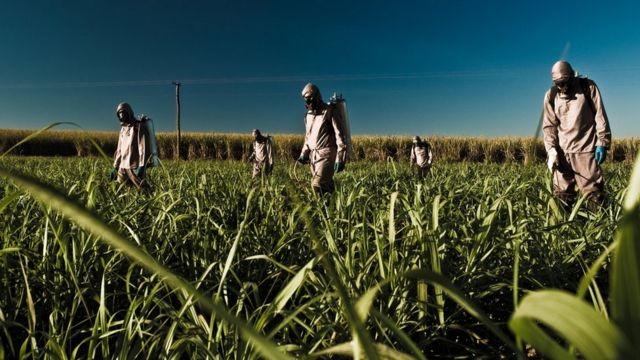 Aplicação de pesticida em plantação de cana-de-açúcar em Minas Gerais
