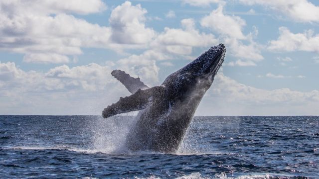 Baleias jubartes podem chegar a 15 metros de comprimento e pesar 36 toneladas.