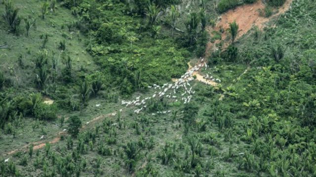 Imagen aérea muestra ganado pastando en la reserva Piripkura