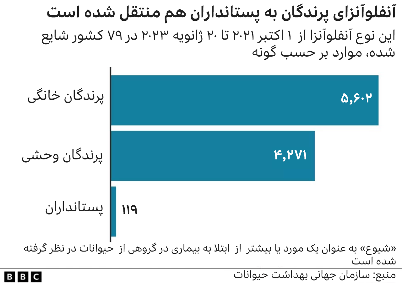 آنفلوآنزای پرندگان