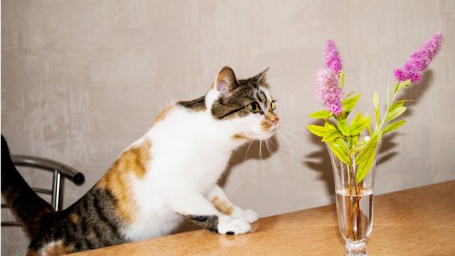 Кот тянется к букету цветов.