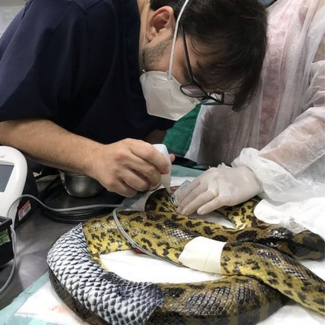 Felipe Rocha treating an anaconda snake