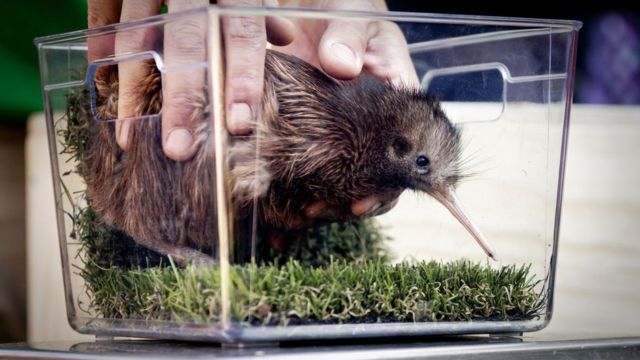 kiwi