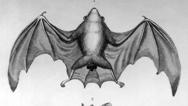 Sketch Of Bat On White Background Stock Illustration  Download Image Now   Animal Animal Body Part Animal Head  iStock