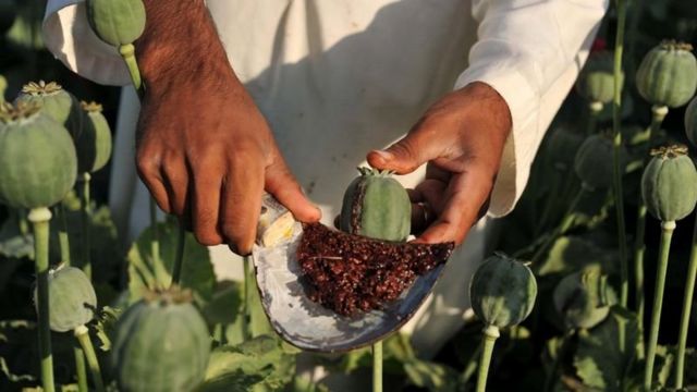 سازمان ملل: تولید مواد مخدر در افغانستان در مقایسه با سال ۲۰۰۲ تا دو سال پیش ۸۷ درصد افزایش یافته است