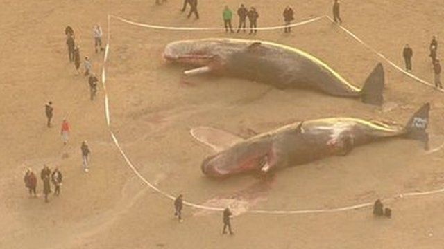 Aerial view of two of the beached whales