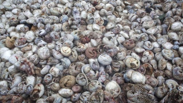 'The pangolin pit' is a winning photo in the Wildlife Photojournalist Award in the 2016 Wildlife Photographer of the Year