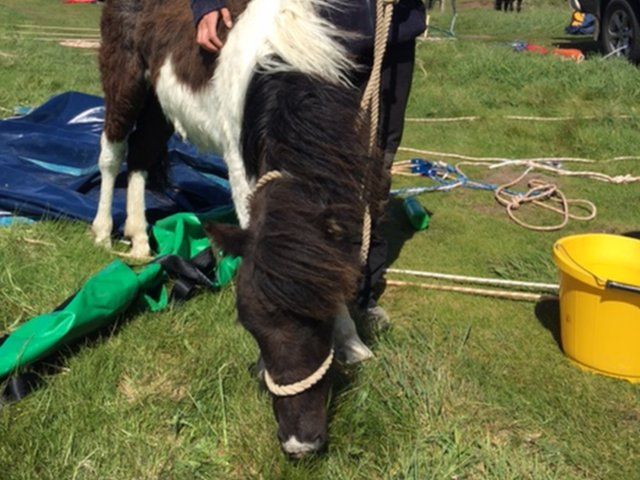 Stranded pony winched up 80ft cliff in Gwbert rescue - BBC News