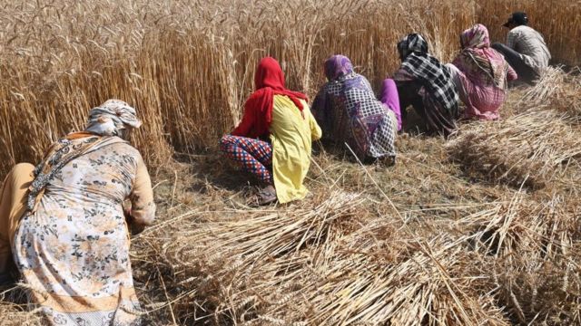 پاکستان میں شدید گرم موسم سے فصلیں متاثر، بارشوں کی کمی سے آبی ذخائر ...
