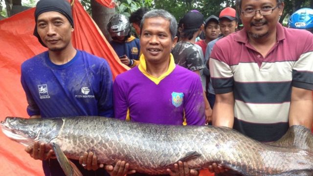 ikan araipama