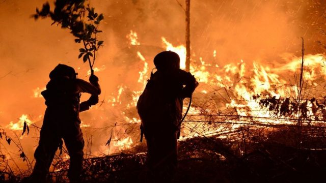 عمال إطفاء في إلاتيديو بهوندوراس يرتدون سترات واقية من النيران ولكنهم يضربون ألسنة اللهب بفروع الأشجار (2019)