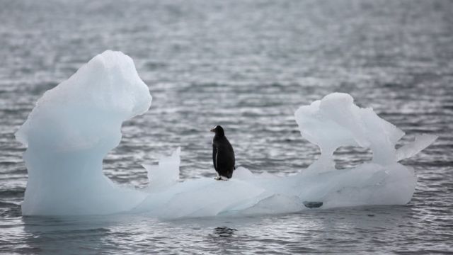 Pinguim na ponta do iceberg em Yankee Harbour