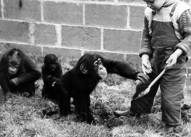 A child plays with Mary, a baby chimpanzee, a baby orangutan and a woolly monkey at Chester Zoo in May 1960