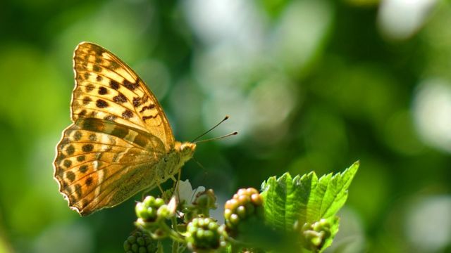 Natural wonder: Wing 'clap' solves mystery of butterfly flight