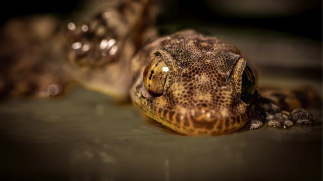 البرص المصري