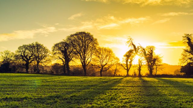 Amanecer en un bosque