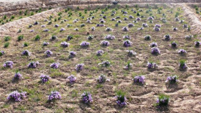 چشم انداز تولید و تجارت زعفران در افغانستان Bbc News فارسی