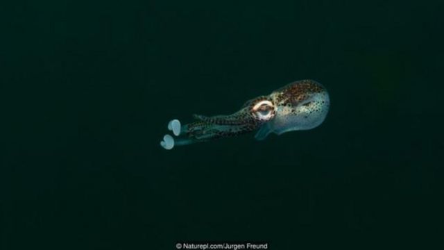 Noolahan waxaa la yiraahdaa Bobtail squid , wuxuuna xiriir la leeyahay bakteeriya iftiin bixisa. sidaas ayuu isaguna u iftiimaa habeenkii